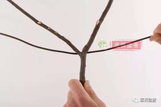 盆景分叉枝调怎么蟠扎的方法
