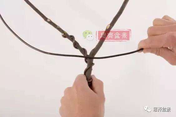 盆景分叉枝调怎么蟠扎的方法