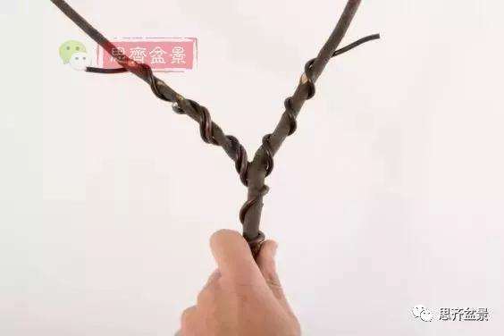 盆景分叉枝调怎么蟠扎的方法