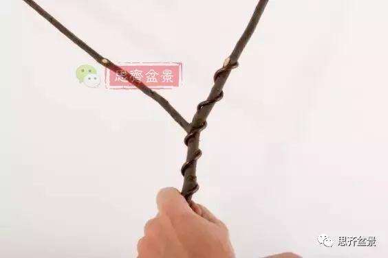 盆景分叉枝调怎么蟠扎的方法