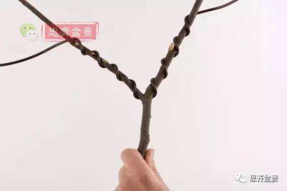 盆景分叉枝调怎么蟠扎的方法