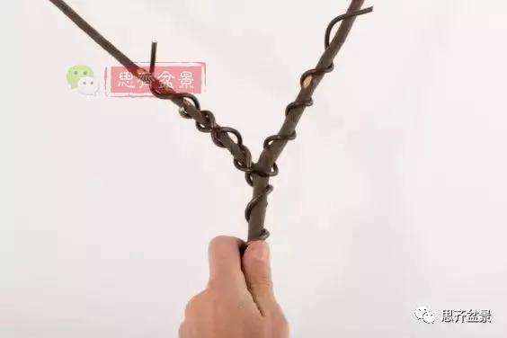 盆景分叉枝调怎么蟠扎的方法