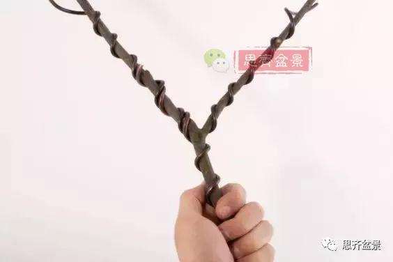 盆景分叉枝调怎么蟠扎的方法