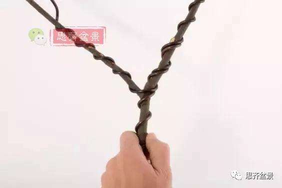 盆景分叉枝调怎么蟠扎的方法