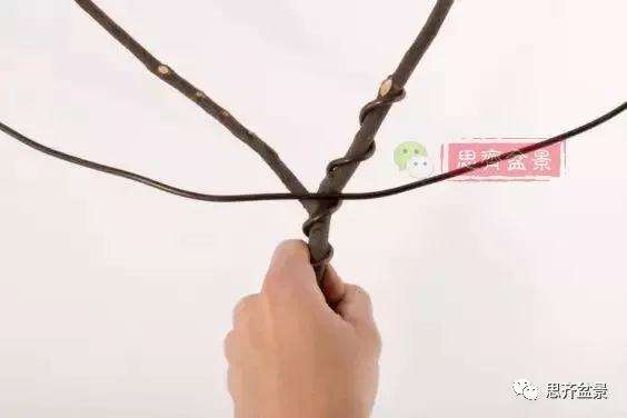 盆景分叉枝调怎么蟠扎的方法