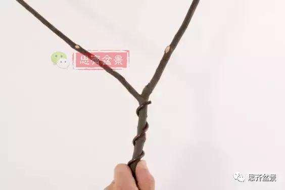 盆景分叉枝调怎么蟠扎的方法