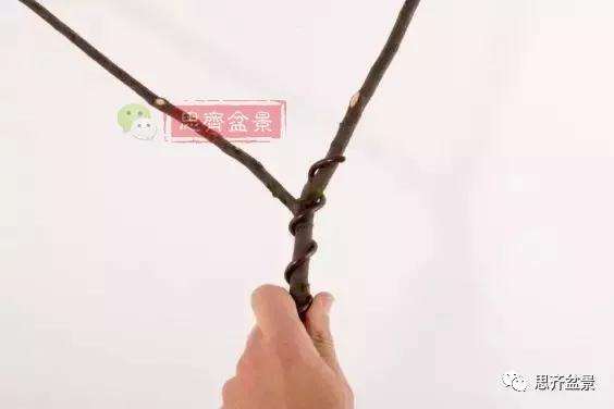 盆景分叉枝调怎么蟠扎的方法