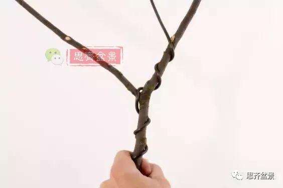 盆景分叉枝调怎么蟠扎的方法