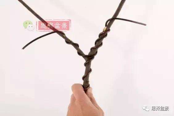 盆景分叉枝调怎么蟠扎的方法