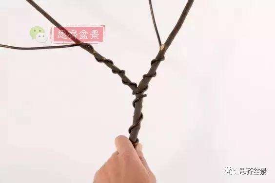 盆景分叉枝调怎么蟠扎的方法