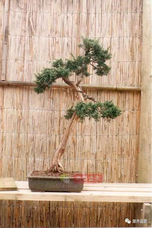 图解 文人纪州真柏盆景怎么成型的过程