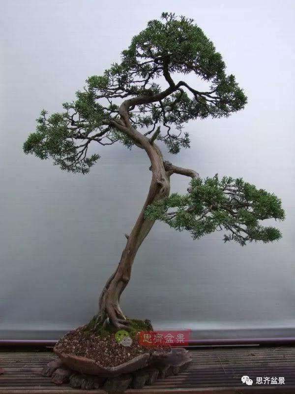 图解 文人纪州真柏盆景怎么成型的过程