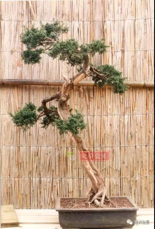 图解 文人纪州真柏盆景怎么成型的过程