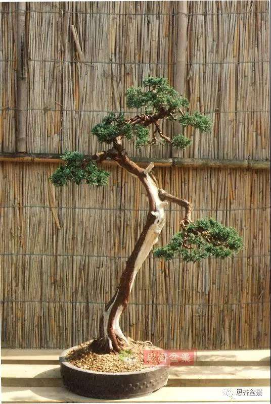 图解 文人纪州真柏盆景怎么成型的过程