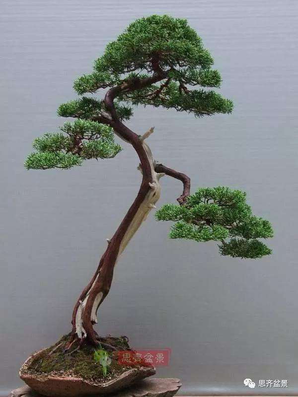 图解 文人纪州真柏盆景怎么成型的过程