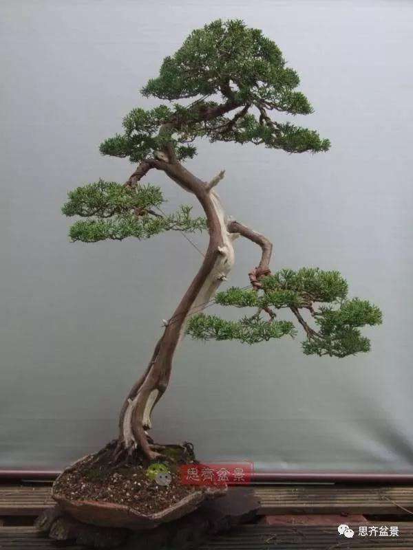 图解 文人纪州真柏盆景怎么成型的过程