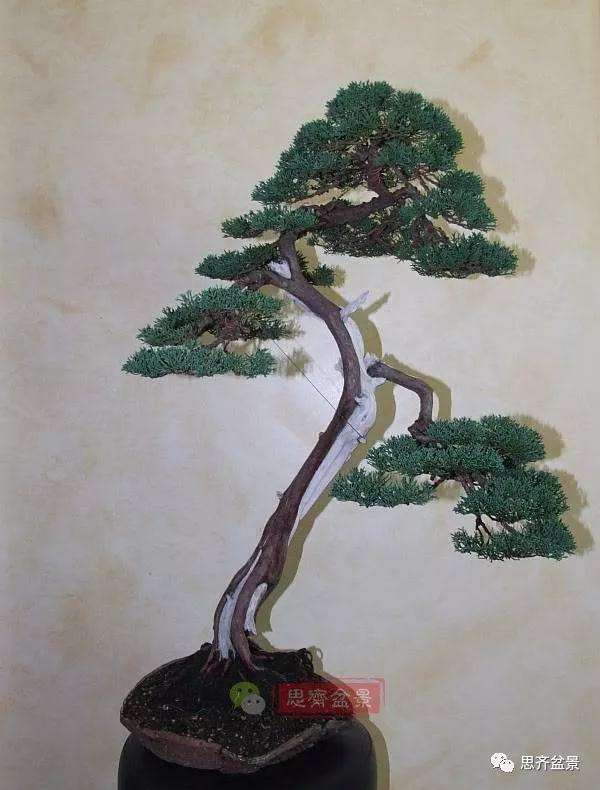 图解 文人纪州真柏盆景怎么成型的过程