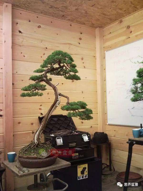 图解 文人纪州真柏盆景怎么成型的过程