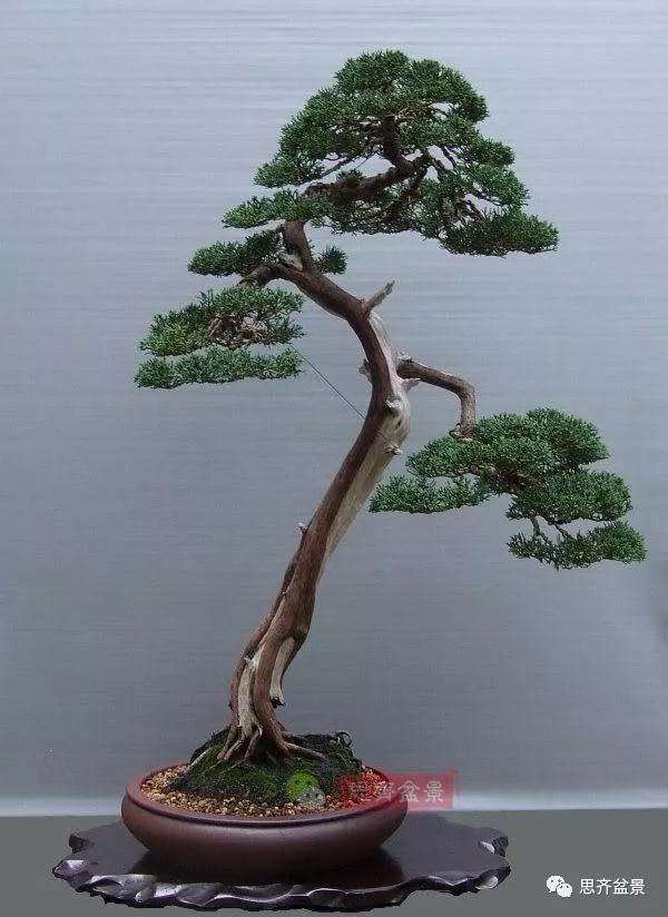 图解 文人纪州真柏盆景怎么成型的过程