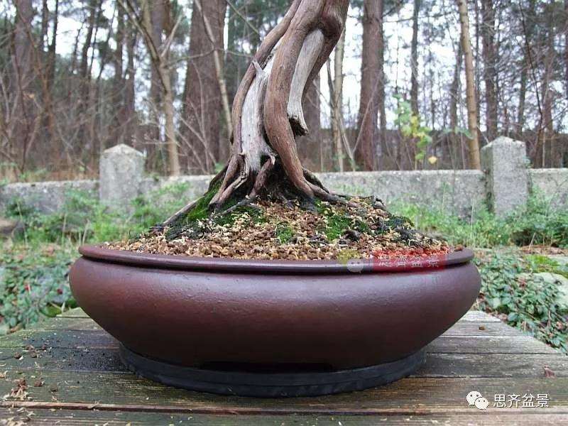 图解 文人纪州真柏盆景怎么成型的过程