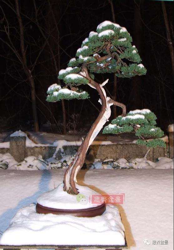 图解 文人纪州真柏盆景怎么成型的过程