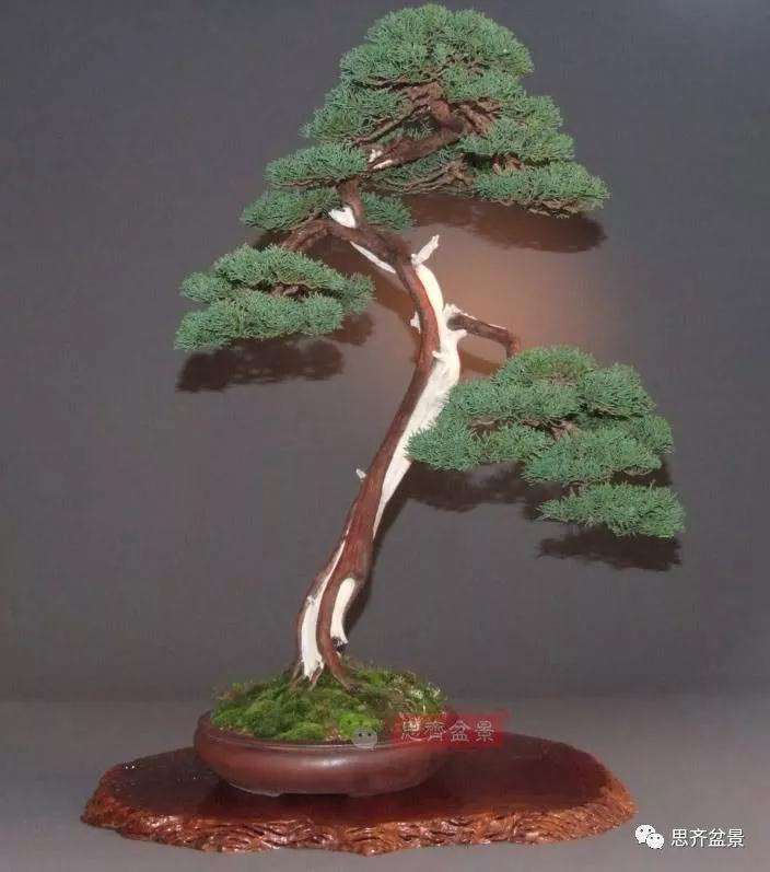 图解 文人纪州真柏盆景怎么成型的过程