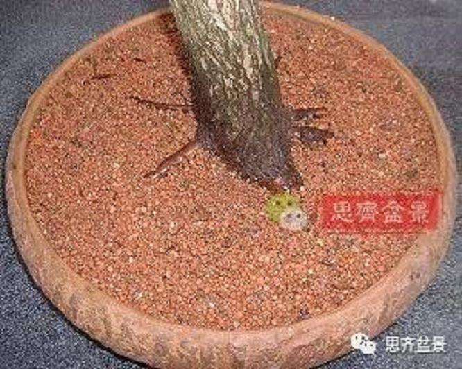 图解 山楂盆景怎么穿接补根的方法