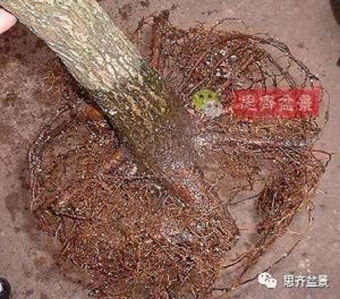 图解 山楂盆景怎么穿接补根的方法