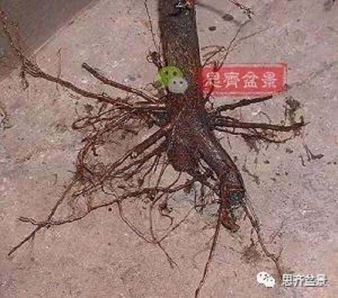 图解 山楂盆景怎么穿接补根的方法