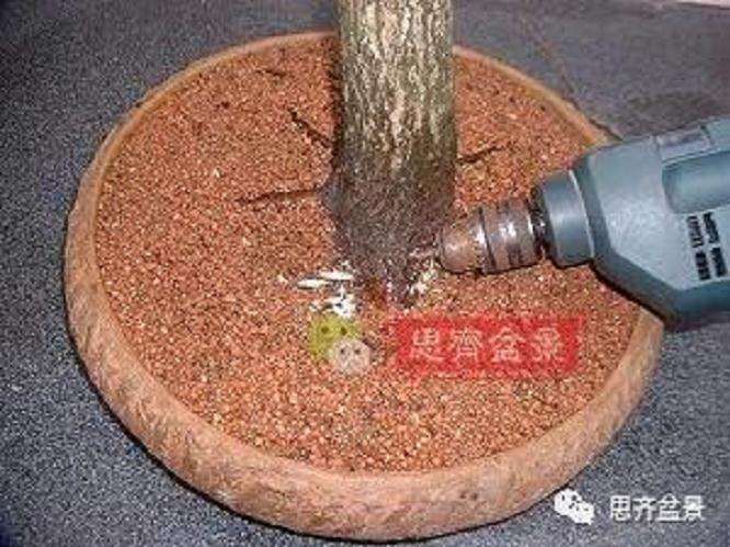 图解 山楂盆景怎么穿接补根的方法