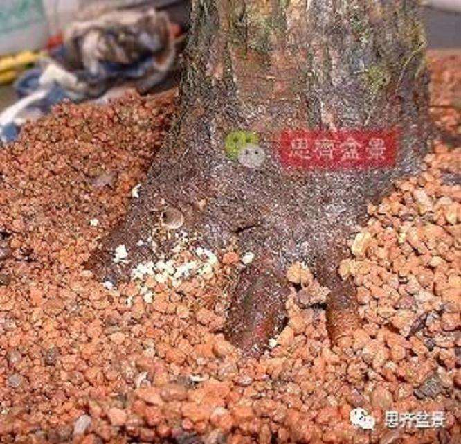 图解 山楂盆景怎么穿接补根的方法