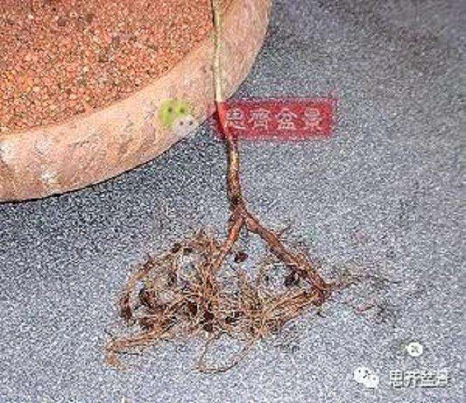 图解 山楂盆景怎么穿接补根的方法