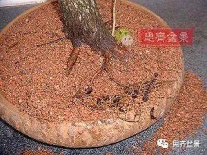 图解 山楂盆景怎么穿接补根的方法