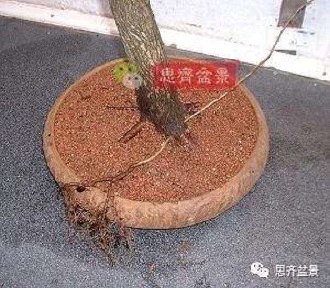 图解 山楂盆景怎么穿接补根的方法