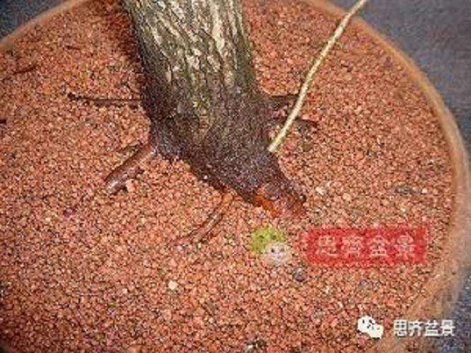 图解 山楂盆景怎么穿接补根的方法