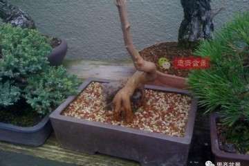 图解 三角枫下山桩怎么制作成盆景的过程