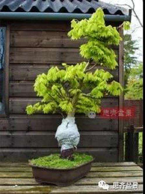 图解 盆景根盘不理想怎么办 用高压换根