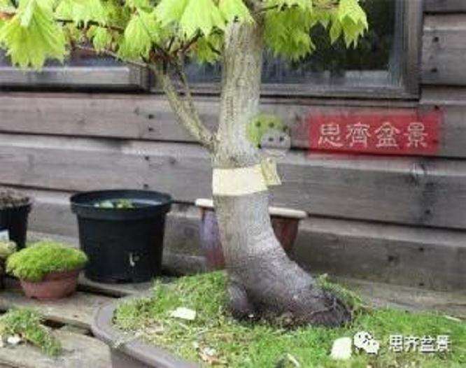 图解 盆景根盘不理想怎么办 用高压换根