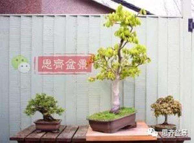 图解 盆景根盘不理想怎么办 用高压换根