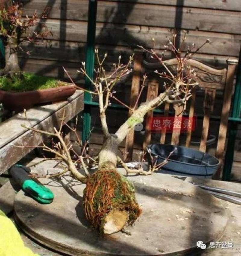 图解 盆景根盘不理想怎么办 用高压换根