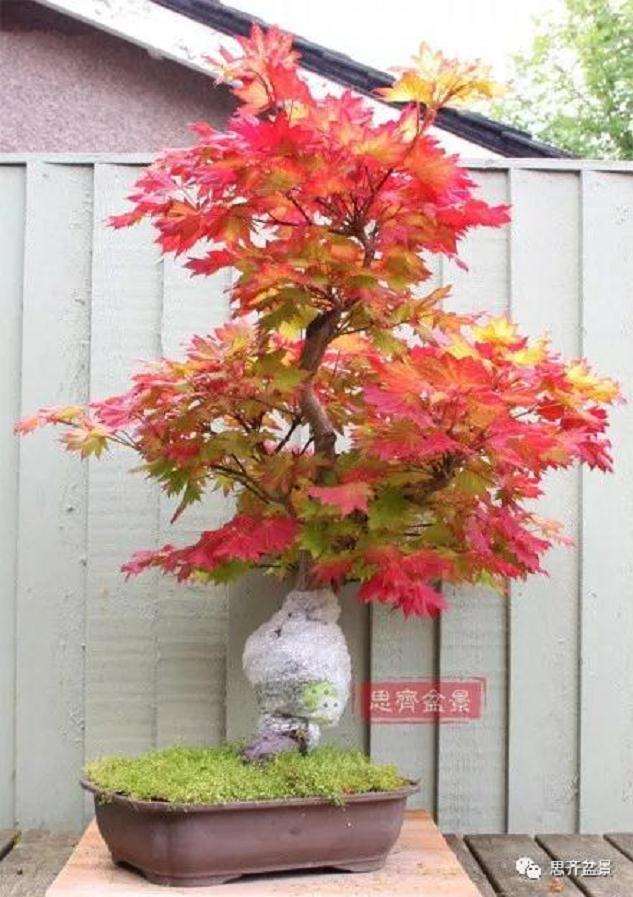 图解 盆景根盘不理想怎么办 用高压换根