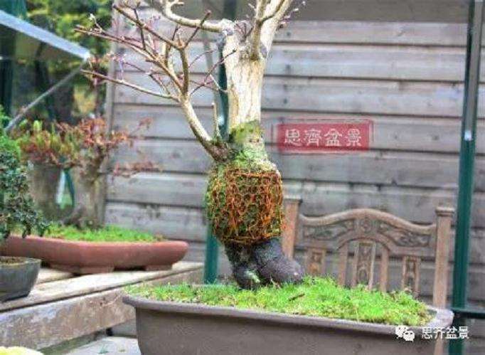 图解 盆景根盘不理想怎么办 用高压换根