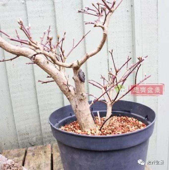 图解 盆景根盘不理想怎么办 用高压换根