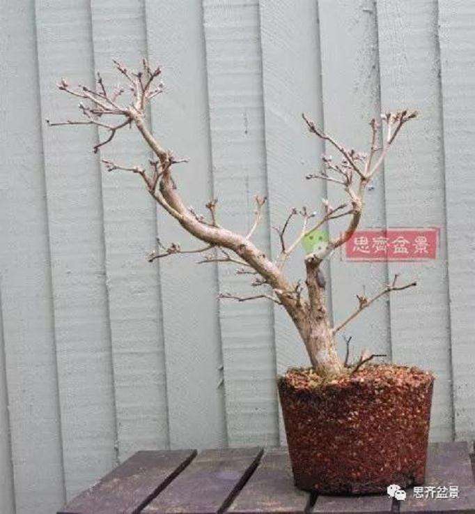 图解 盆景根盘不理想怎么办 用高压换根