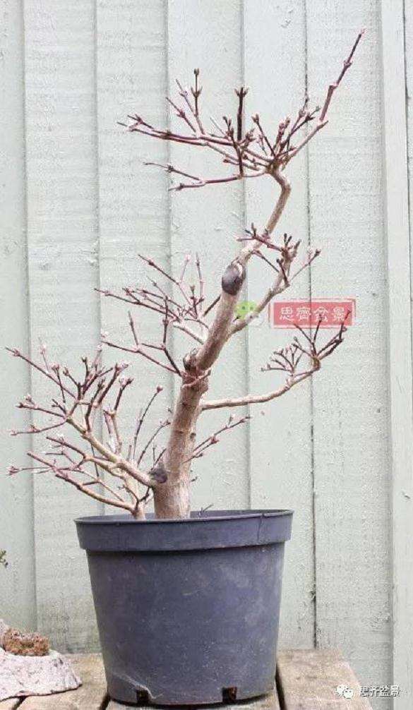 图解 盆景根盘不理想怎么办 用高压换根