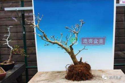 图解 盆景根盘不理想怎么办 用高压换根