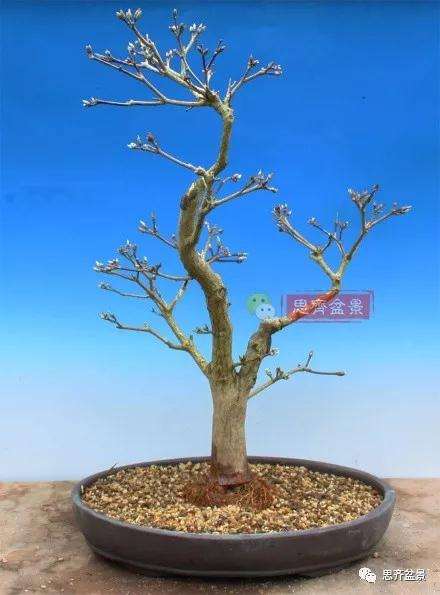 图解 盆景根盘不理想怎么办 用高压换根