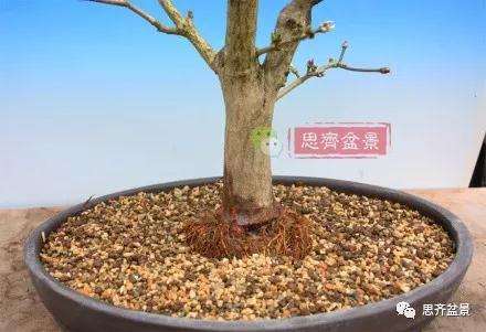 图解 盆景根盘不理想怎么办 用高压换根