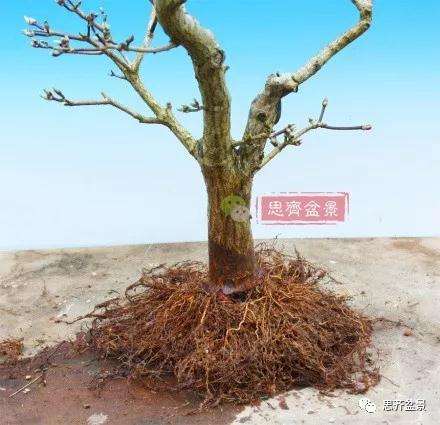 图解 盆景根盘不理想怎么办 用高压换根