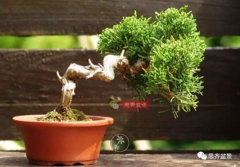 小型真柏盆景怎么修剪的方法